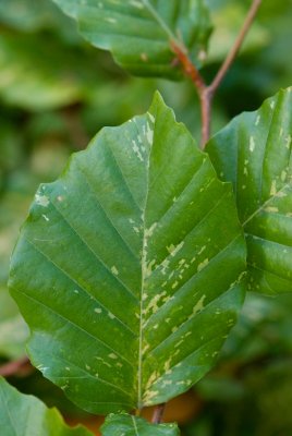 Fagus sylvatica 'Franken' - buk lesní - list